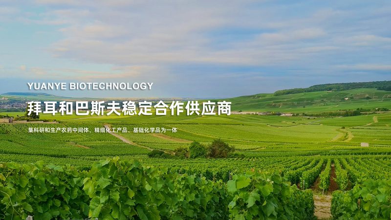 CDMO报价单模板：解码背后的行业逻辑