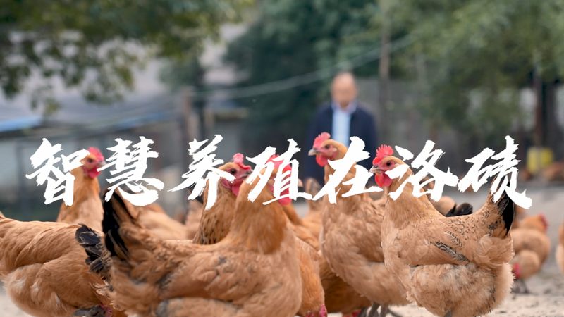 基因测序，解码生命奥秘的利器：揭秘十大品牌排名背后的科技力量